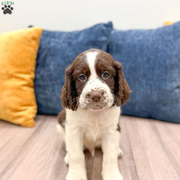 Lewis, English Springer Spaniel Puppy