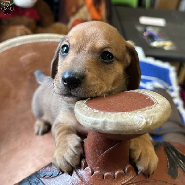 Road Block, Dachshund Puppy