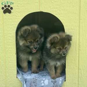 Little Jon, Pomeranian Puppy