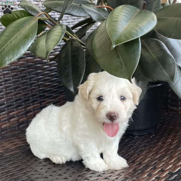 Max, Coton de Tulear Puppy