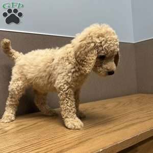 Blue, Goldendoodle Puppy