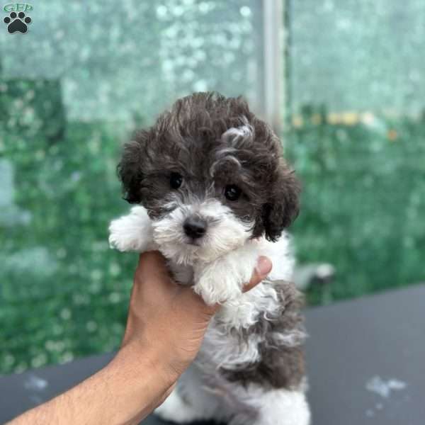 Nemo, Toy Poodle Puppy