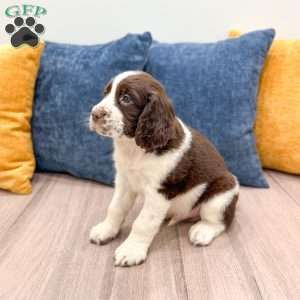 Lewis, English Springer Spaniel Puppy