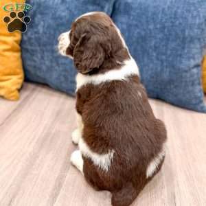 Lewis, English Springer Spaniel Puppy