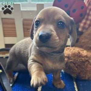 Road Block, Dachshund Puppy