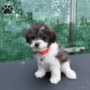 Nemo, Toy Poodle Puppy