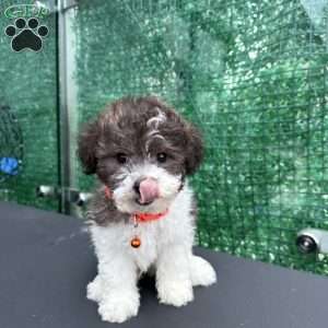 Nemo, Toy Poodle Puppy