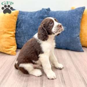 Lewis, English Springer Spaniel Puppy