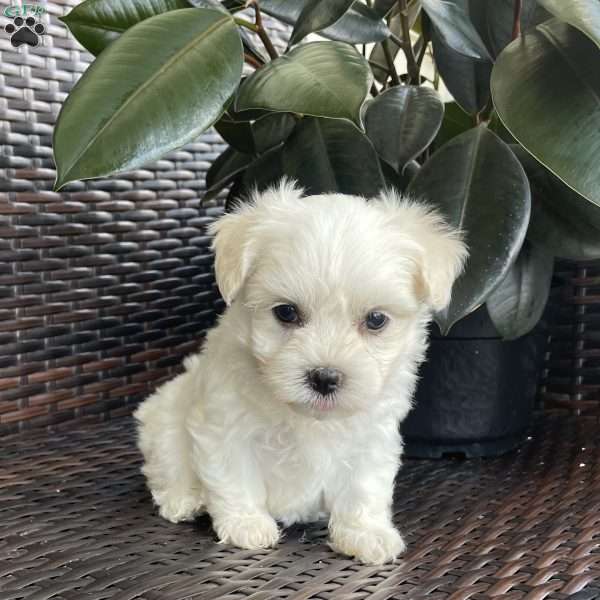 Maisie, Coton de Tulear Puppy
