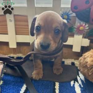 Road Block, Dachshund Puppy
