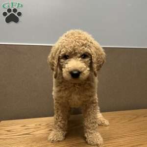 Blue, Goldendoodle Puppy