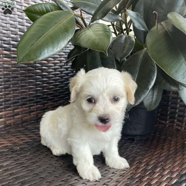 Milo, Coton de Tulear Puppy
