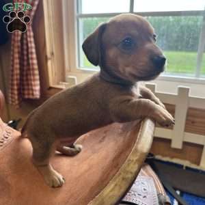 Road Block, Dachshund Puppy
