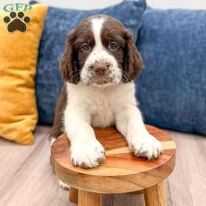 Lewis, English Springer Spaniel Puppy