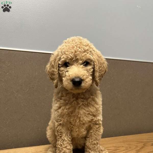 Blue, Goldendoodle Puppy