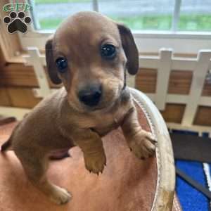 Road Block, Dachshund Puppy
