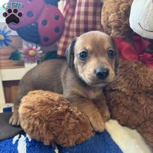 Road Block, Dachshund Puppy