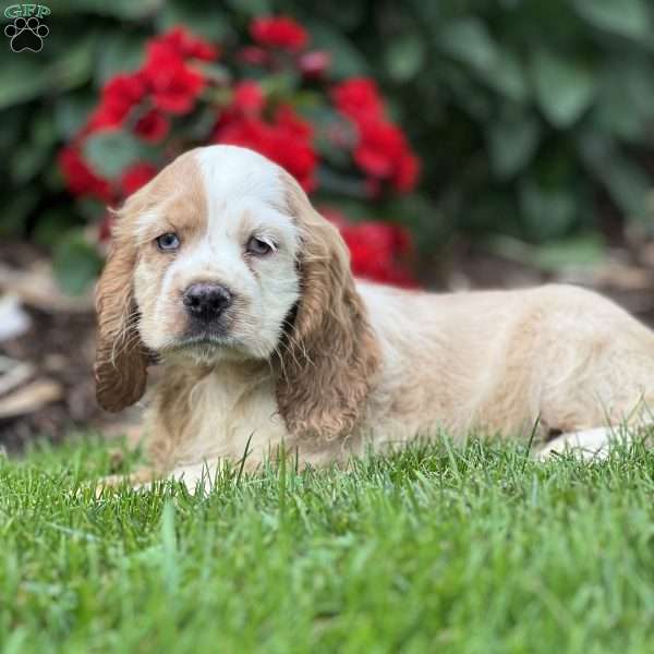 Chester, Cocker Spaniel Puppy