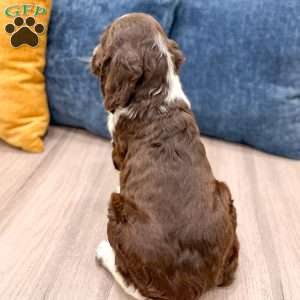 Susie, English Springer Spaniel Puppy