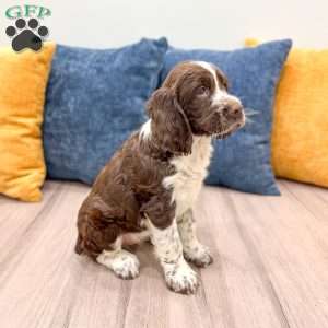 Susie, English Springer Spaniel Puppy