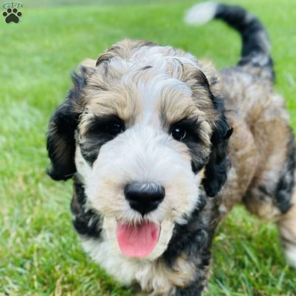 Tide, Bernedoodle Puppy