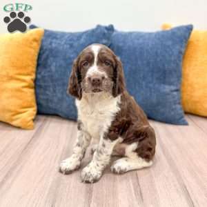 Susie, English Springer Spaniel Puppy