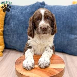 Susie, English Springer Spaniel Puppy
