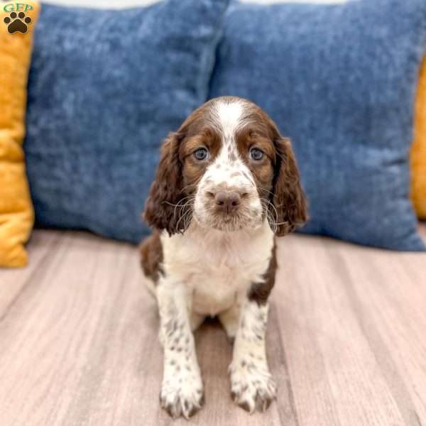 Lella, English Springer Spaniel Puppy