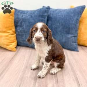 Lella, English Springer Spaniel Puppy