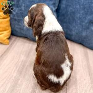 Lella, English Springer Spaniel Puppy