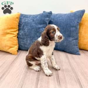 Lella, English Springer Spaniel Puppy