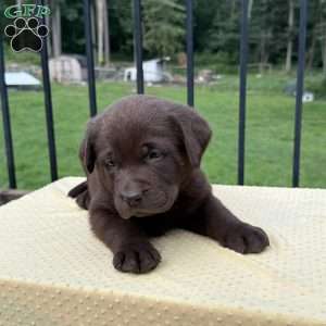 Honey, Chocolate Labrador Retriever Puppy