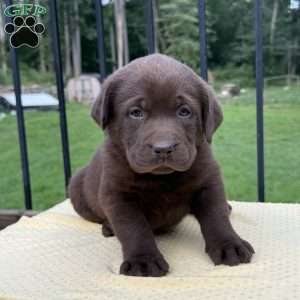 Honey, Chocolate Labrador Retriever Puppy