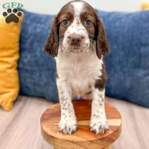 Lella, English Springer Spaniel Puppy