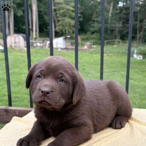 Honey, Chocolate Labrador Retriever Puppy