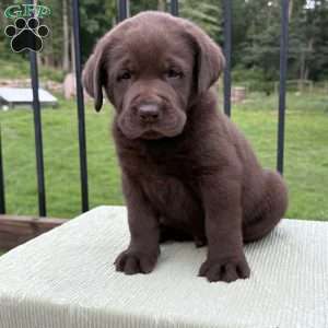 Bruno, Chocolate Labrador Retriever Puppy