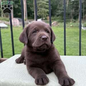 Bruno, Chocolate Labrador Retriever Puppy