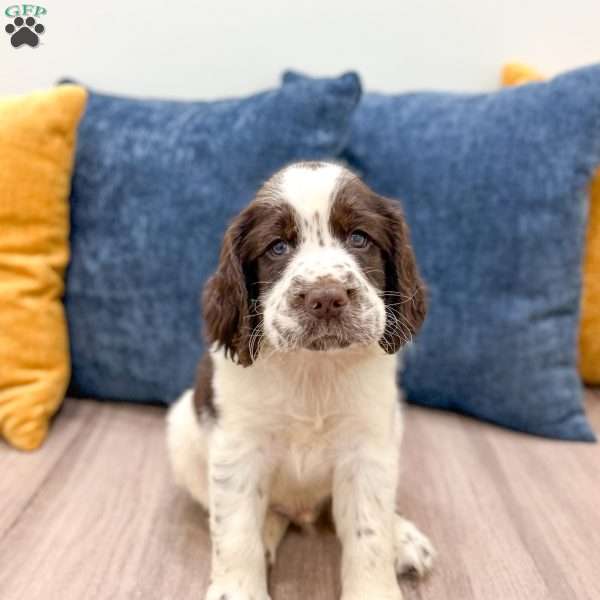Oscar, English Springer Spaniel Puppy
