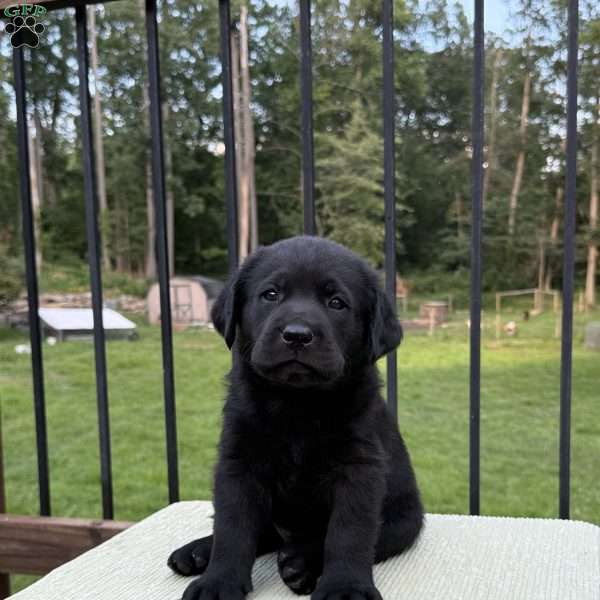 Nico, Black Labrador Retriever Puppy