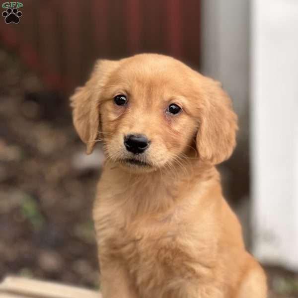Camile, Golden Retriever Puppy