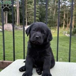 Nico, Black Labrador Retriever Puppy