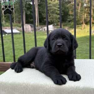Nico, Black Labrador Retriever Puppy