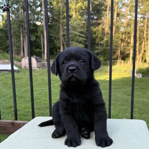 Diesel, Black Labrador Retriever Puppy