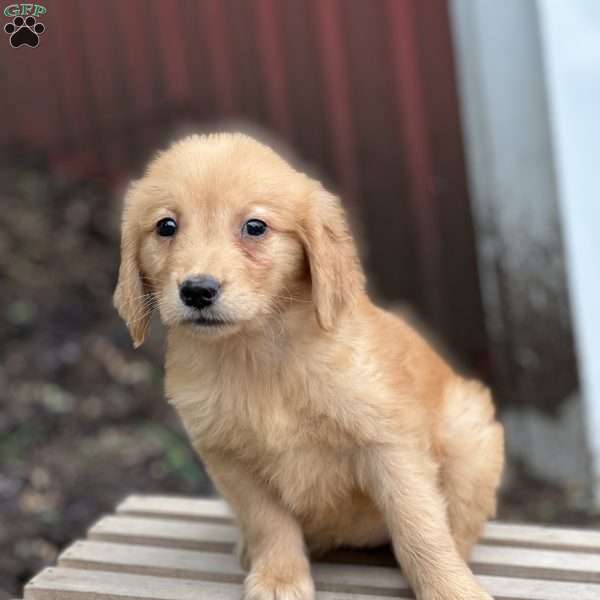 Cindy, Golden Retriever Puppy