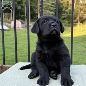 Diesel, Black Labrador Retriever Puppy
