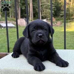 Diesel, Black Labrador Retriever Puppy