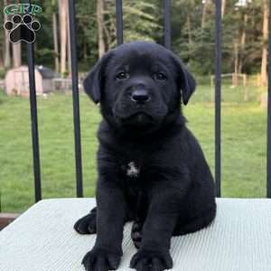 Moon, Black Labrador Retriever Puppy