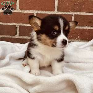 Abby, Pembroke Welsh Corgi Puppy