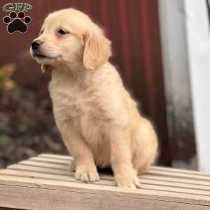 Cindy, Golden Retriever Puppy