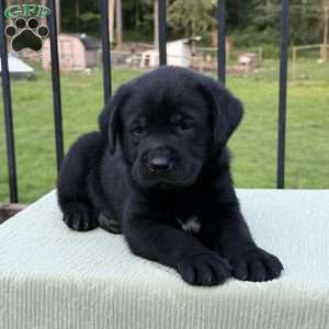 Moon, Black Labrador Retriever Puppy